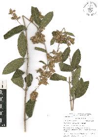 Lippia oaxacana image