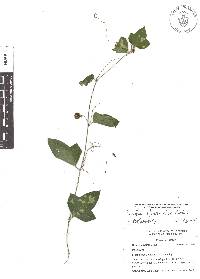 Passiflora suberosa subsp. litoralis image