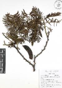 Acacia pennatula image