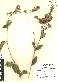 Lippia oaxacana image