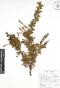 Vachellia bilimekii image