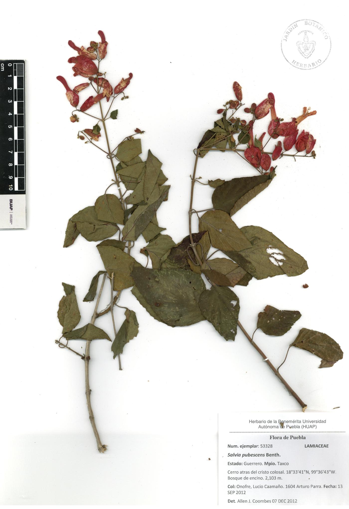 Salvia sessei image