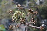 Aralia humilis image