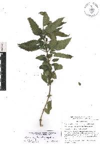 Urtica gracilis image