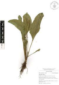 Plantago major image