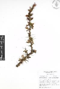 Vachellia bilimekii image