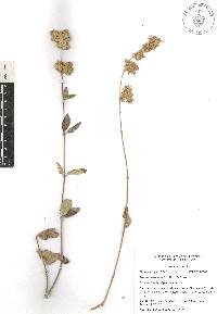 Lippia oaxacana image