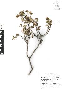 Ageratina espinosarum image