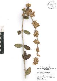 Lippia oaxacana image