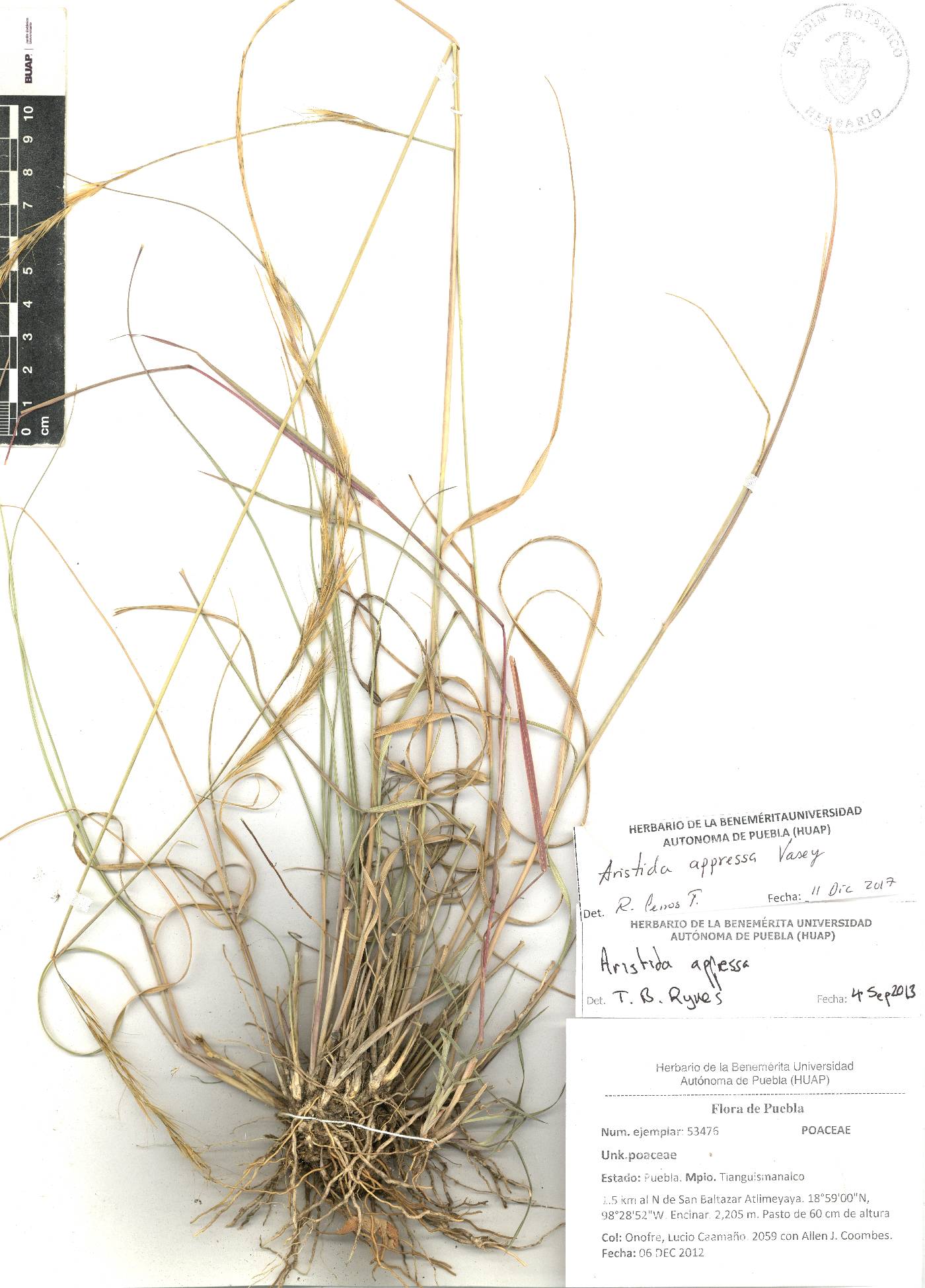 Aristida appressa image