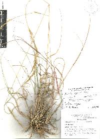 Aristida appressa image