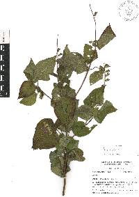 Salvia tubifera image