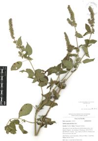 Salvia polystachia image