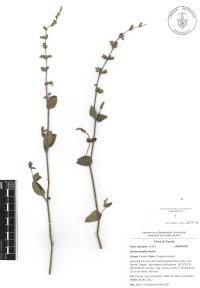 Salvia misella image