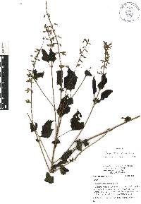 Salvia leptostachys image