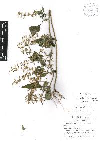 Salvia leptostachys image