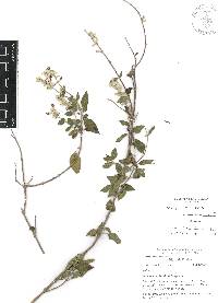 Salvia breviflora image