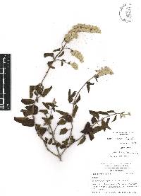 Salvia breviflora image