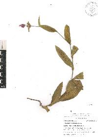 Tradescantia crassifolia image