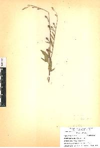 Oenothera rosea image