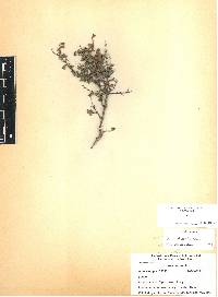 Salvia thymoides image
