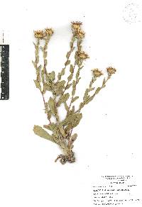 Grindelia inuloides image