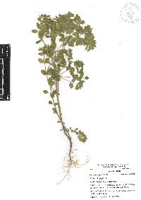 Euphorbia peplus image