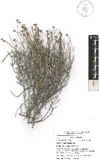 Thymophylla setifolia image