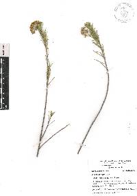 Asclepias linaria image