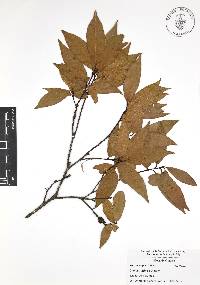 Quercus affinis image