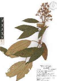 Miconia xalapensis image