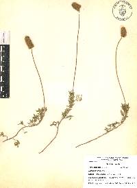 Dalea sericea image