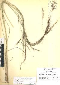 Aristida laxa image