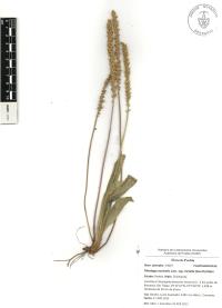 Plantago australis image