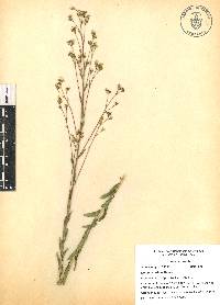 Linum orizabae image
