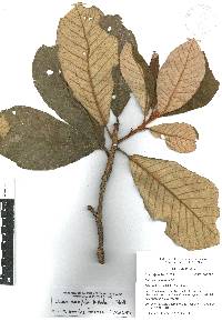 Clethra occidentalis image