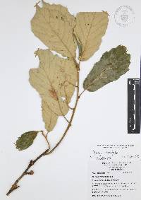 Quercus candicans image