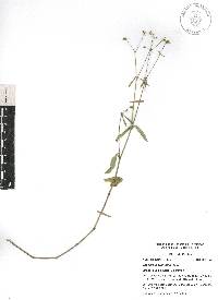 Euphorbia graminea image