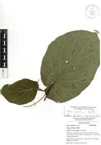 Piper auritum image