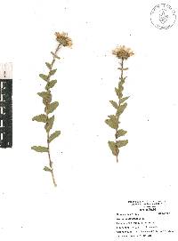 Grindelia inuloides image