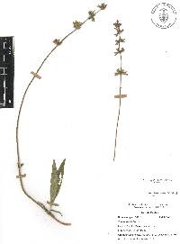 Salvia laevis image