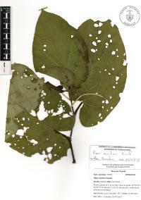 Piper auritum image
