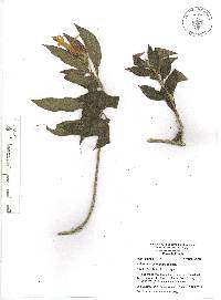 Columnea schiedeana image