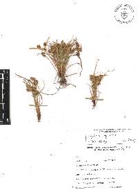 Cyperus squarrosus image