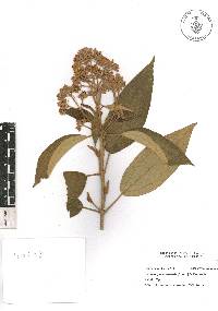 Miconia xalapensis image