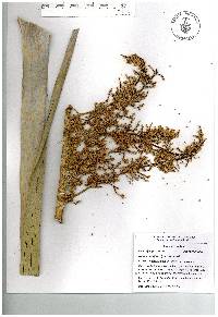 Nolina parviflora image