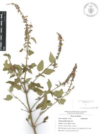 Salvia polystachia image