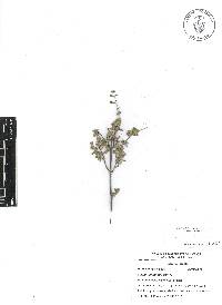 Salvia thymoides image