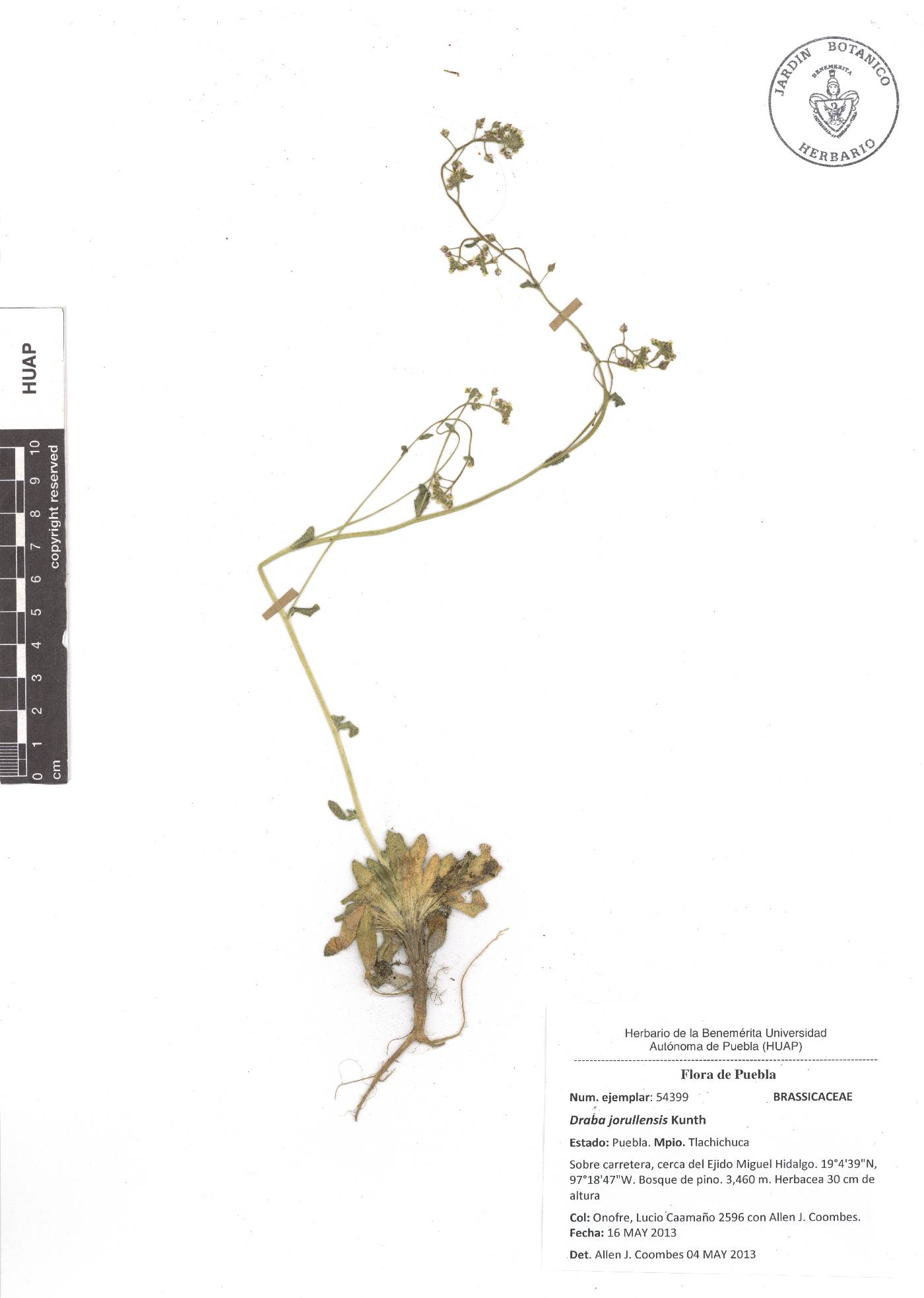 Draba jorullensis image