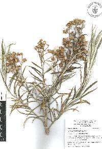 Senecio cinerarioides image